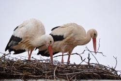 Die Störche sind wieder da auf dem Dach der Grafenauer Nationalparkverwaltung. Auf der Homepage des Nationalparks lassen sich die Vögel nun via Webcam beobachten. (Foto: Thies Hinrichsen/Nationalpark Bayerischer Wald)