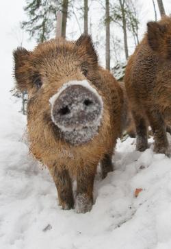 Wie Wildschweine und andere Tiere über den Winter kommen, wird bei einer Nationalpark-Wanderung am 10. Februar erklärt. (Foto: Sascha Rösner/Nationalpark Bayerischer Wald – Freigabe nur in Verbindung mit dem Veranstaltungshinweis)