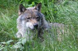 Foto "Wolf": Peter Auerbeck