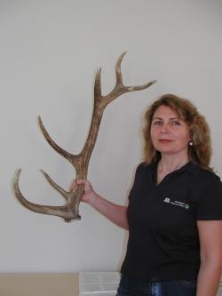 Nationalparkmitarbeiterin Rosalinde Pöhlmann zeigt eine Hirsch-Abwurfstange.
Foto: Rainer Pöhlmann