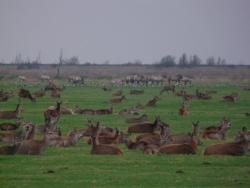 Im Naturschutzgebiet Oostvaarderplassen nahe Amsterdam leben Reh- und Rotwild, Auerochsen und Wildpferde sowie Graugänse beieinander und nutzen gemeinsam das Grasland.
Foto: Dr. Vera