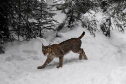 Luchs Patrik.
Foto: NPV