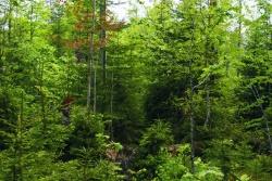In nur 25 Jahren hat die Natur aus einer ehemaligen Windwurffläche einen stabilen und facettenreichen Wald aufgebaut.