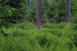 Überraschende Ein- und Ausblicke rund um den Rothirsch bieten die Hirschtage 2010 in der Nationalparkgemeinde St. Oswald.
Foto: Rainer Simonis