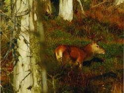 Den Rothirsch im Nationalpark während der Hirschbrunft zu erleben, ist ein unvergessliches Naturerlebnis.
Foto: Rainer Simonis