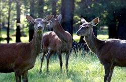 Wenn von Hirschen die Rede ist, zählen auch die wegen des fehlenden Geweihs als „Kahlwild“ bezeichneten weiblichen Tiere dazu. Foto: Alice Alteneder
