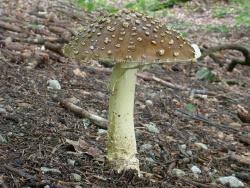 Königsfliegenpilz (Foto: Claus Bässler)