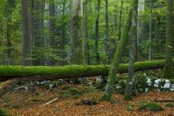 Der Märchenwald von Corcova Uvala in Kroatien zählt zu den wenigen echten Urwaldrelikten in Europa und erinnert in seiner Zusammensetzung an alte Bergmischwälder im Nationalpark Bayerischer Wald.
Foto: Markus Mauthe
