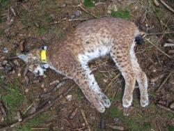 Die von der Nationalparkverwaltung besenderte Luchsin Tessa wurde in der Nähe einer Ortschaft im westlichen Nationalparkvorfeld tot aufgefunden. Die Obduktion hatte zum Ergebnis: Tessa wurde vergiftet.