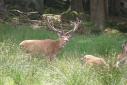 Hirsch im Gehege Scheuereck