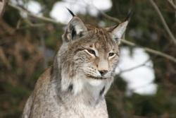 Der Luchs - ein „tierisch wilder Sympathieträger“.
Foto: Rainer Pöhlmann.