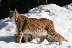 Foto Luchs: Rainer Pöhlmann