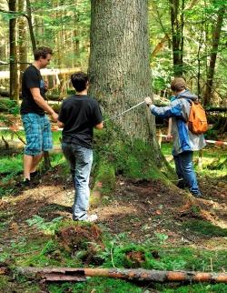Wie dick ist wohl diese alte Tanne? Schüler des Gymnasiums Zwiesel bei der Vermessung von Waldstrukturen im Nationalpark