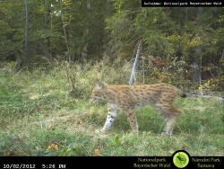 Der Vergleich früherer Fotofallenbilder mit dieser aktuellen Aufnahme im Rachelgebiet lässt auf Grund der individuellen Fellzeichnung erkennen, dass es sich um ein Jungtier der vergifteten Luchsin Tessa handelt.
Foto: NPV