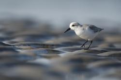 1. Preis: Edwig Vanhassel Sanderling . . . . . . . . .
Einen Sanderling im Bild einzufangen, ist nicht einfach. Wie aufgezogen flitzen die hübschen Küstenvögel am Spülsaum des Meers hin und her, um Garnelen und andere Leckereien aus dem flachen Wasser zu picken.