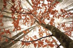 2. Preis: Erika Poltronieri Herbstwald im Nebel
Hartnäckiger Nebel hat diesen Herbstwald in Italien fest im Griff. Doch ein Blick nach oben offenbart eine erfreuliche Aussicht: Sonnenstrahlen durchbrechen das dichte Grau und tauchen das leuchtende Herbstlaub in ein geradezu magisches Licht