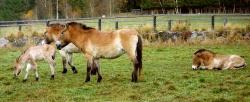 Besucher haben jederzeit Gelegenheit, die Przewalski-Herde am Falkenstein anzuschauen, da das Tier-Freigelände ganzjährig täglich geöffnet ist.